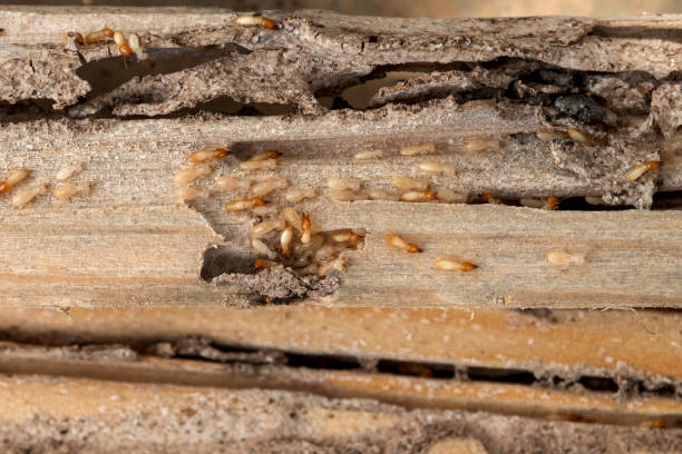 Best Pest Control Near Me  in Crete, IL